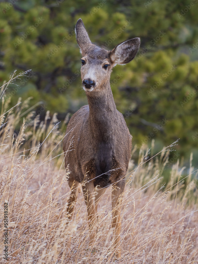 mule deer doe deer in a meadow mule deer doe deer in a meadow