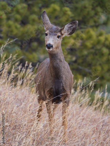 Fototapeta Naklejka Na Ścianę i Meble -  mule deer doe deer in a meadow