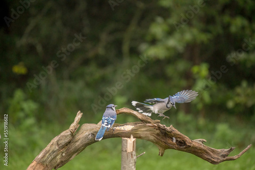 blue jay in competition