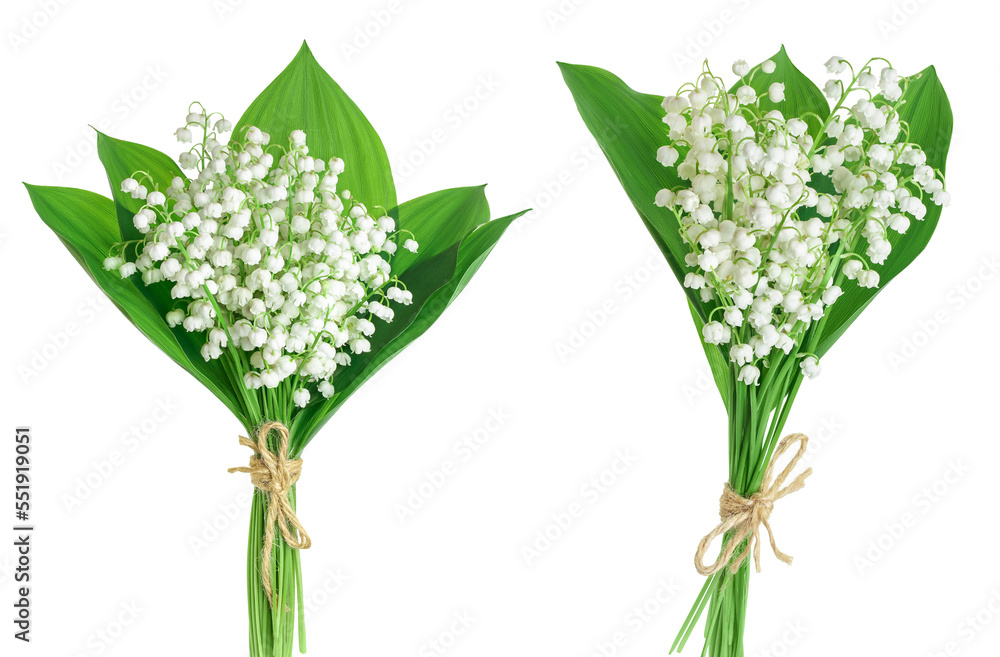 Lilly of the valley flowers isolated on white background with full depth of field