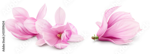 Pink magnolia flower isolated on white background with full depth of field © kolesnikovserg