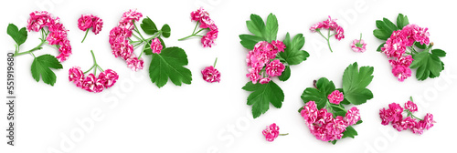 flower of hawthorn isolated on white background. Crataegus Pauls Scarlet. Top view with copy space for your text. Flat lay