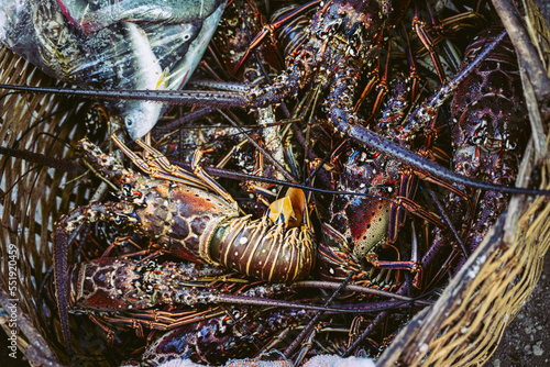 live Caribbean lobster in a basket at a fish market in Nigril, Jamaica