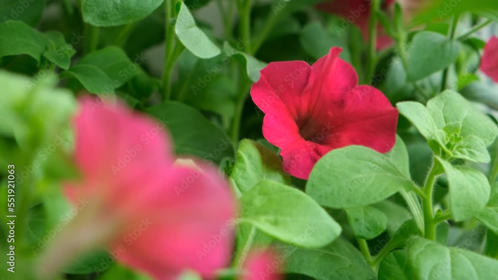 Flowers petunia seedlings in pots on windowsill at home. Many small green plants with red flowers growing in pots. Baby plants sowing in greenhouse. Gardening seedlings concept. Spring garden work Flowers petunia seedlings in pots on windowsill at home. Many small green plants with red flowers growing in pots. Baby plants sowing in greenhouse. Gardening seedlings concept. Spring garden work