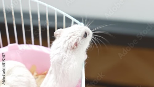 a white and red Dzungar hamsters in a pink rodent cage. a family of rodents.  photo