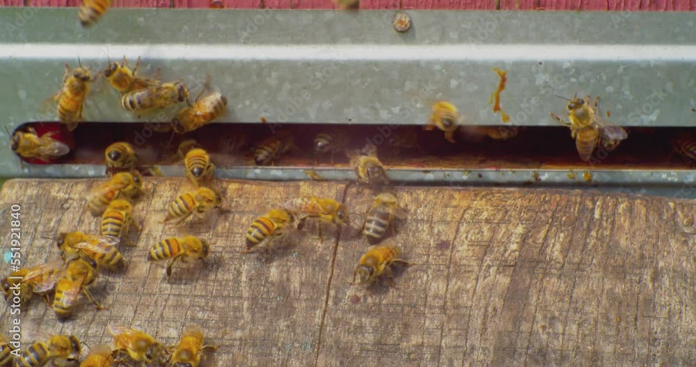 beekeeping.close-up honey bees fly in and out of the bee hive. European honey bee. slow motion video. beekeeping.close-up honey bees fly in and out of the bee hive. European honey bee. slow motion video.