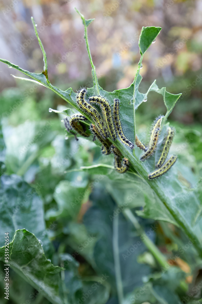 Fototapeta premium caterpillars cabbage butterfly - pests of cruciferous crops