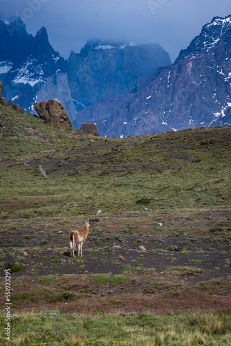 guanaco staring off at mountains in Patagonia