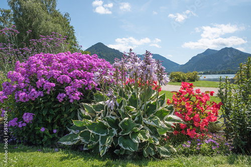 colorful flower bed with phlox, funkia and begonias, spa garden Schliersee