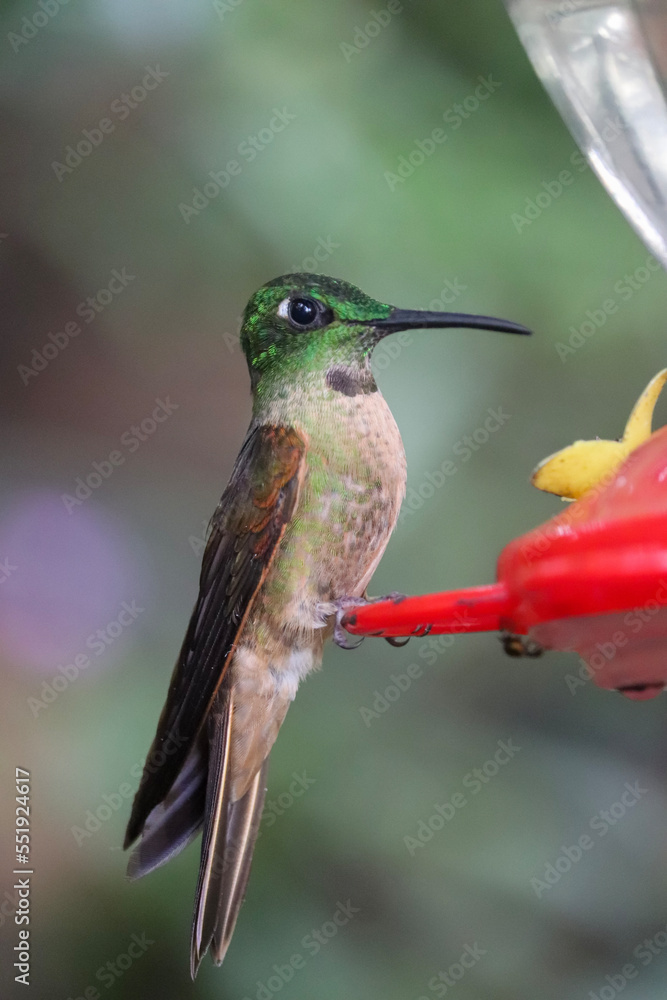 Fototapeta premium hummingbird in flight Heliodoxa rubinoides