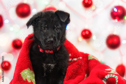Świąteczny portret szczeniaka, czarny owczarek niemiecki otulony czerwonym kocykiem