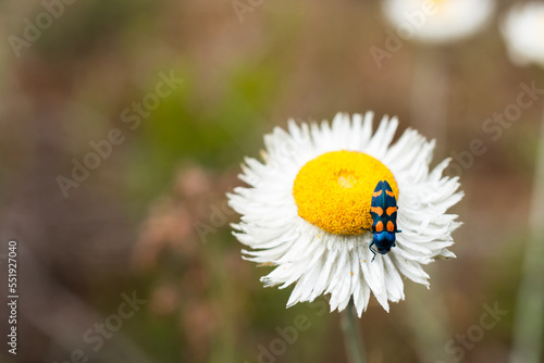 beetle on everlasting daisy photo