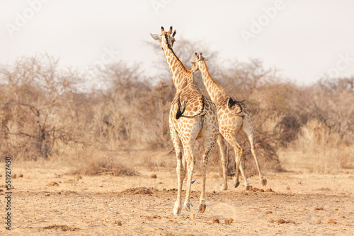 Canvas Print Giraffes run in the Etosha National Park. Namibia. Back view