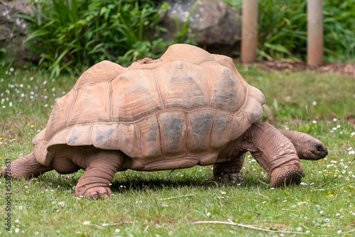 Close up of a Aldabra giant tortoise (aldabrachelys gigantea) photo