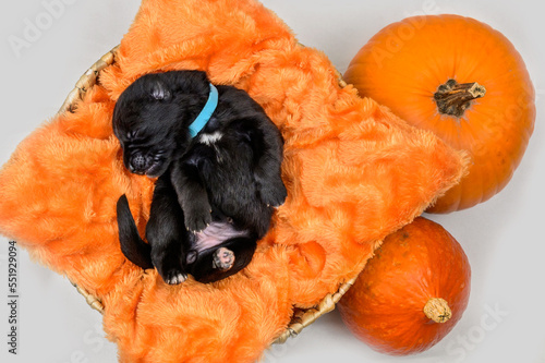 Nowonarodzony szczeniak owczarek niemiski śpiący na pomarańczowej poduszce w koszyku