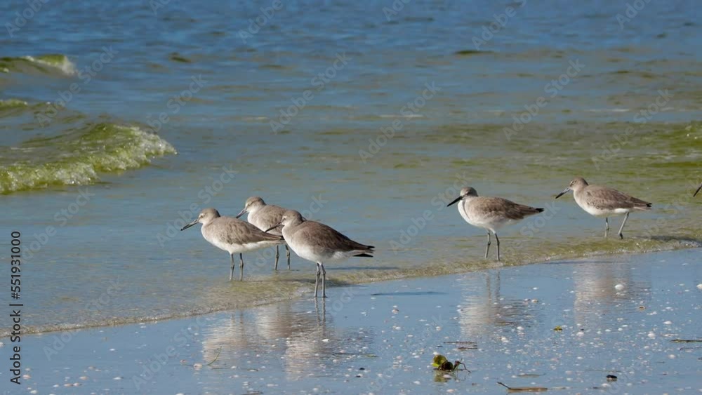 Red Tide washing up from the Gulf of Mexico on St. Pete Beach, Florida while Willets stand in the surf. Red Tide washing up from the Gulf of Mexico on St. Pete Beach, Florida while Willets stand in the surf.
