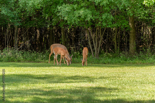 An Urban White-tailed Doe Deer And Twin Fawns Feeding In Summer