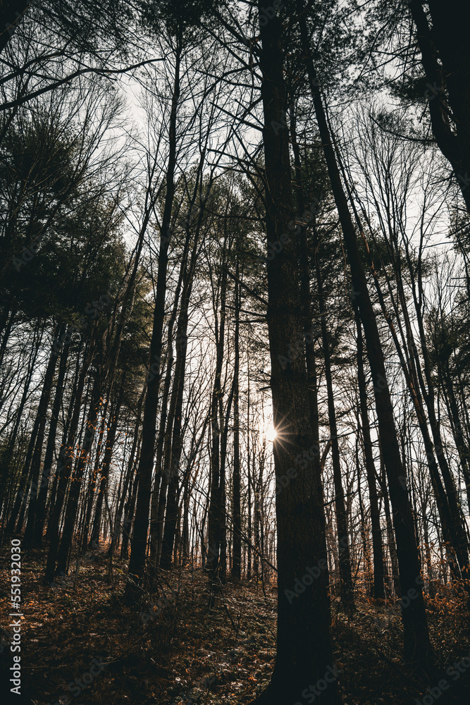 Obraz premium sunrise in the forest