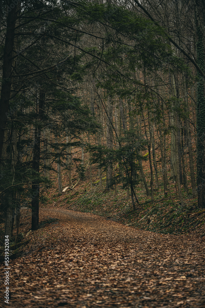 Fototapeta premium path in autumn forest
