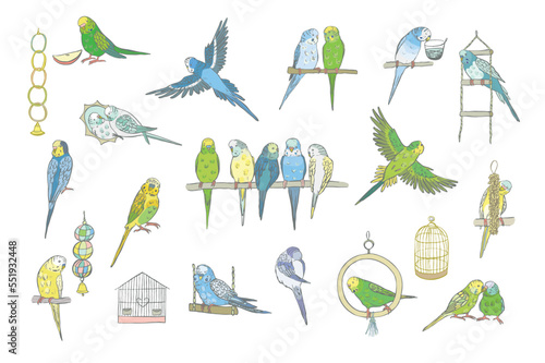 Budgerigar bird vector illustrations set.