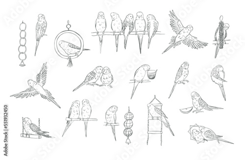 Budgerigar bird vector line illustrations set.