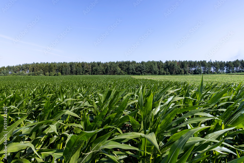 Green corn bushes in the field Green corn bushes in the field