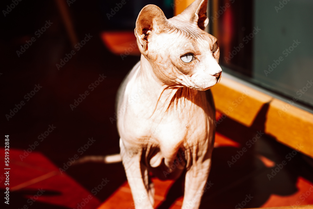 Bald Canadian Sphynx cat in a shadow. A sphinx cat is looking into a distance. Curious pet is hunting looking with surprised expression somewhere. Hairless animal muzzle portrait. Domestic feline pet.