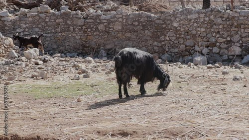 Black Goat eating grazing grass on a field at village countryside. looking for food in stone roads withour grass in summer day photo