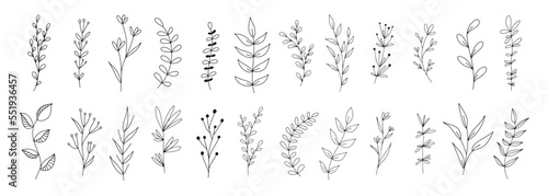 Set of botanical line art floral leaves  plants. Hand drawn sketch branches isolated on white background. Vector illustration 