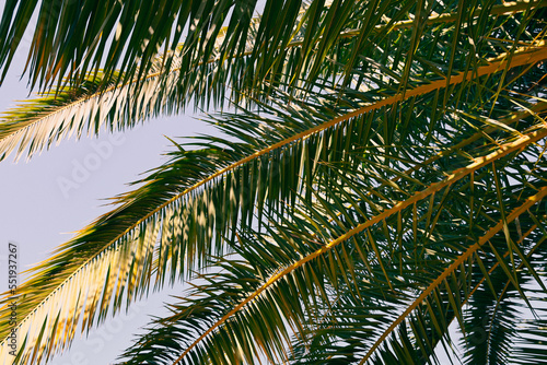 Wallpaper Mural Palm Trees, Palm Leaves Torontodigital.ca