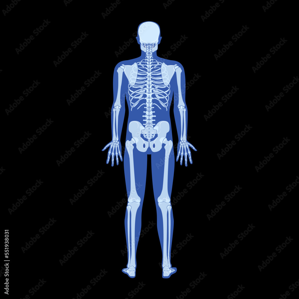 X-Ray Skeleton Human body - hands, legs, chests, heads, vertebrae, pelvis, Bones adult people roentgen back view. 3D realistic flat Vector illustration of medical anatomy isolated on black background
