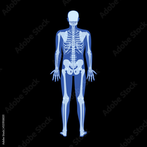 X-Ray Skeleton Human body - hands, legs, chests, heads, vertebrae, pelvis, Bones adult people roentgen back view. 3D realistic flat Vector illustration of medical anatomy isolated on black background