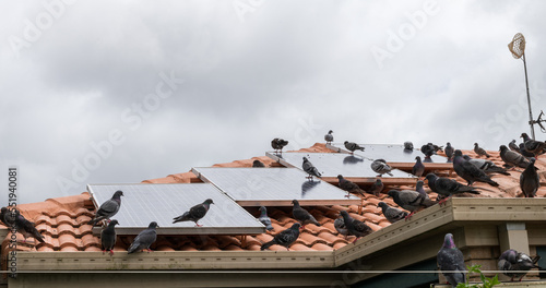 Fotografie Solar panels on the roof of a house covered with pigeon droppings and roosting p