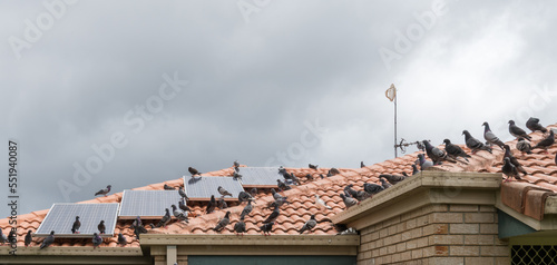 Solar panels on the roof of a house covered with pigeon droppings and roosting pigeons