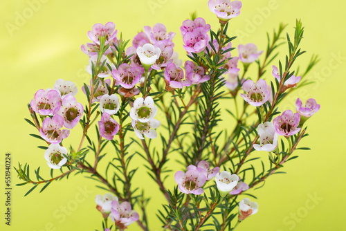 Pink white waxflower on green background. © Bowonpat