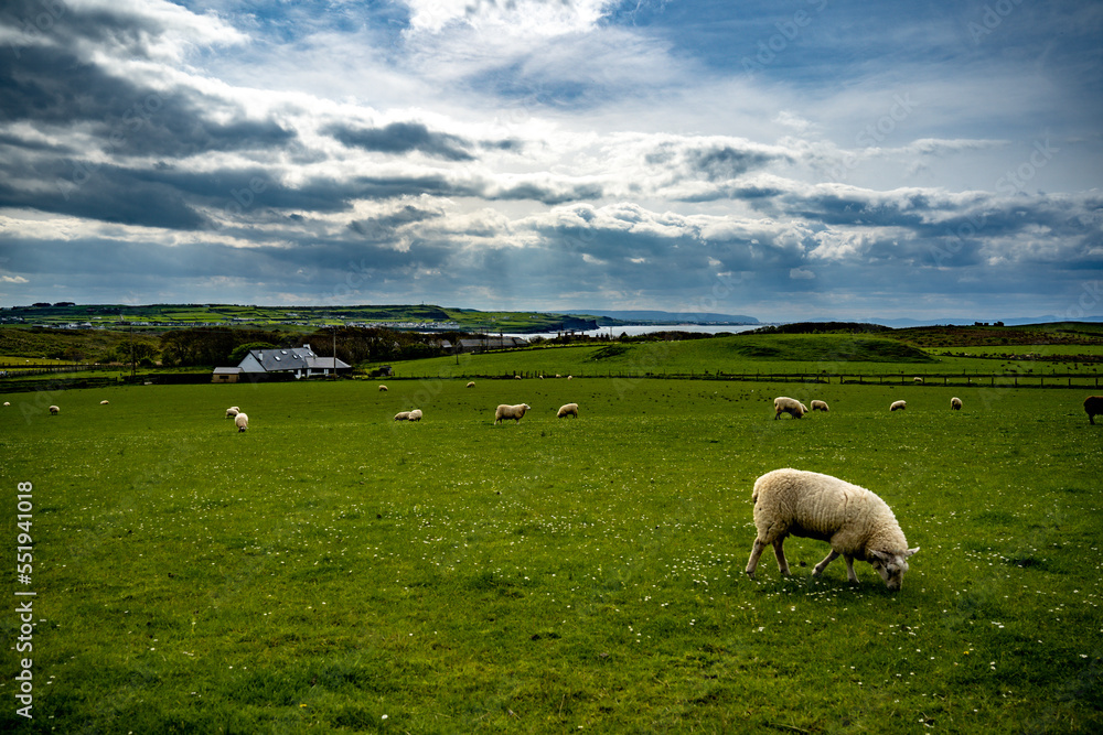 sheep in the field sheep in the field