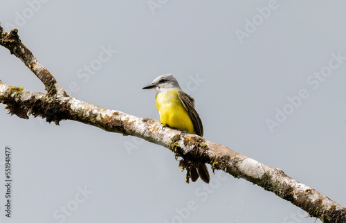 Colorful Tropical Kingbird (Tyrannus melancholicus) flycatcher perched photo