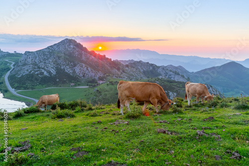 Picturesque rocky landscape and cows grazing in highland pastures above lakes of Covadonga at sunset, Asturias, Spain. © JackF