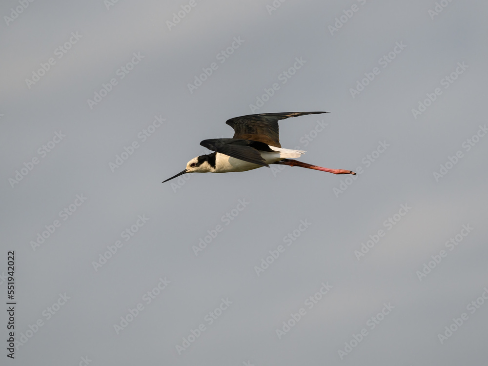 Fototapeta premium Black-necked Stilt in flight against sky