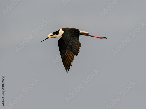 Black-necked Stilt in flight against sky