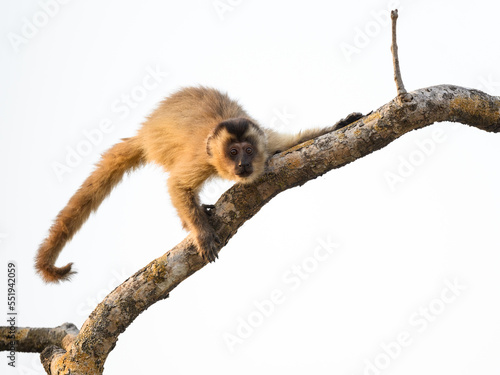 Canvas Print Wild black-striped capuchin monkey also known as the bearded capuchin, isolated