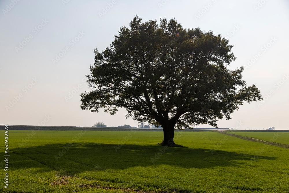Obraz premium Changes in oak foliage in early autumn