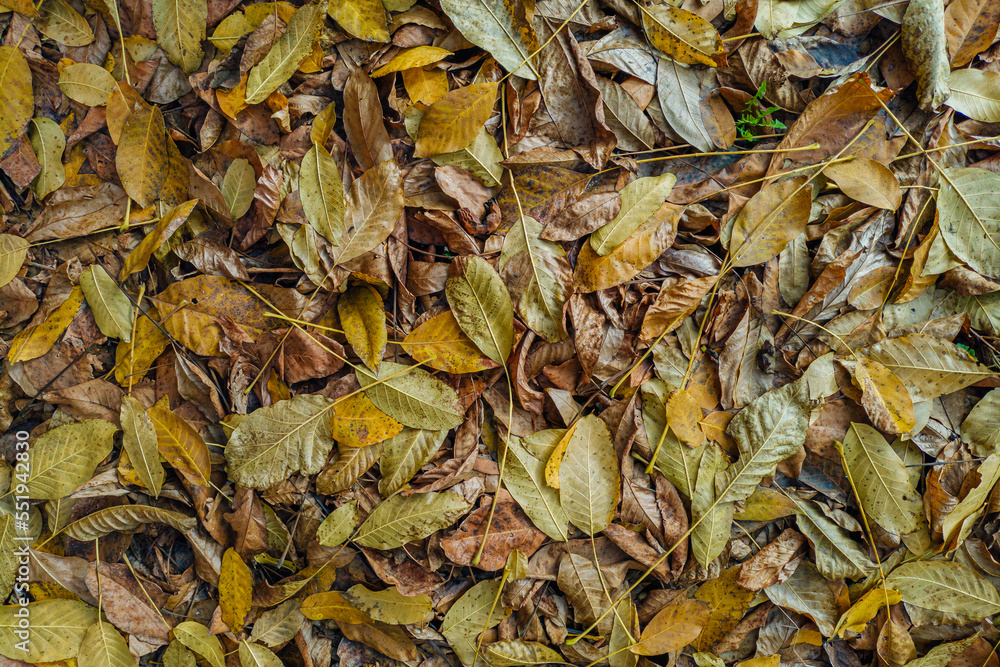Background image of fallen autumn dry leaves on the ground in the park or forest floor, top view. Fall season colorful nature scene beauty concept, perfect for seasonal use. Background image of fallen autumn dry leaves on the ground in the park or forest floor, top view. Fall season colorful nature scene beauty concept, perfect for seasonal use.
