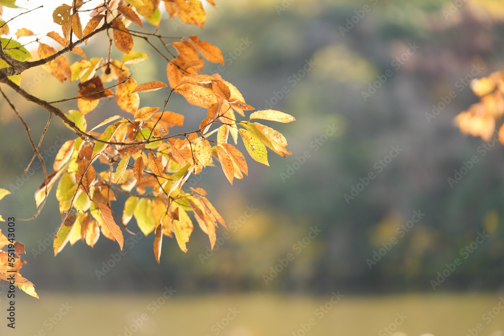 Obraz premium 日本の紅葉した山の風景
