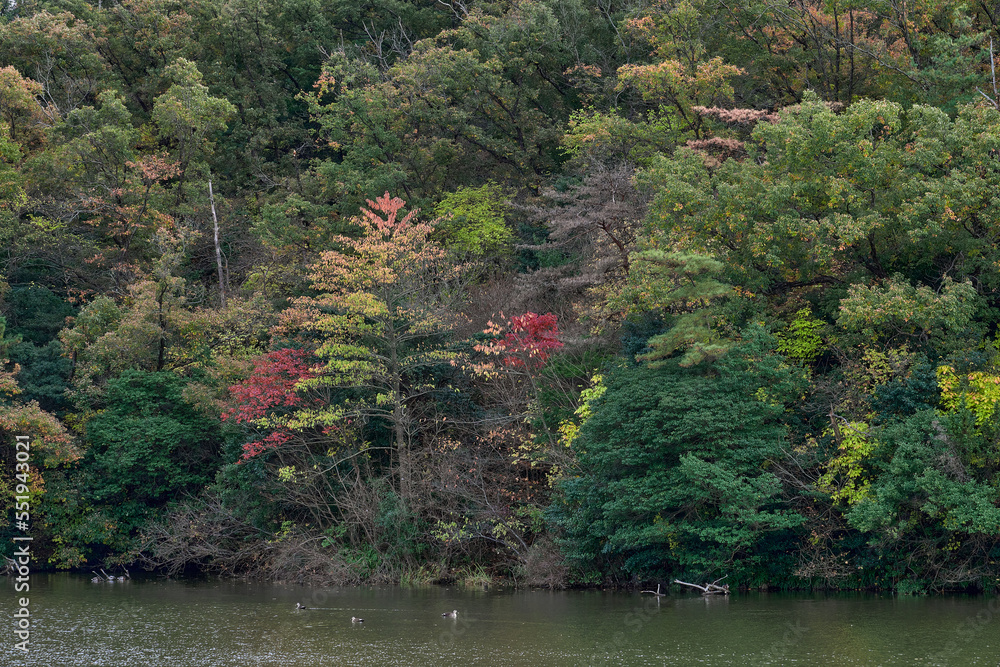 日本の紅葉した山の風景