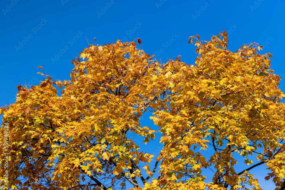 Fototapeta premium Deciduous trees in the autumn season with colorful foliage