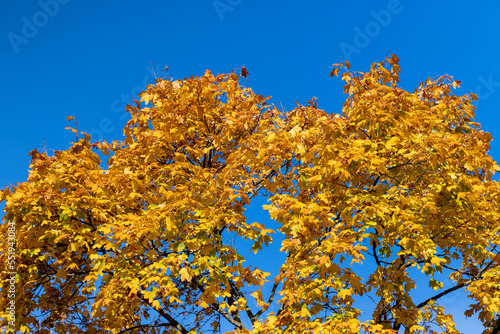 Deciduous trees in the autumn season with colorful foliage