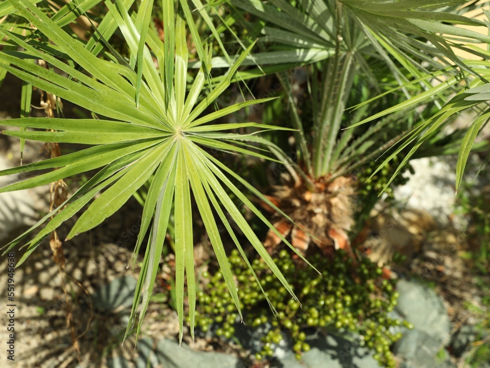 Beautiful green tropical plants growing in garden Beautiful green tropical plants growing in garden