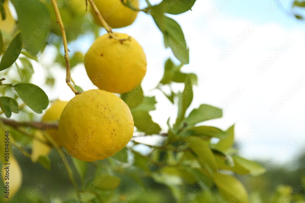 Fresh ripe trifoliate oranges growing on tree outdoors, closeup. Space for text