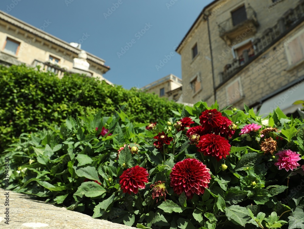Beautiful dahlia flowers near building in city Beautiful dahlia flowers near building in city